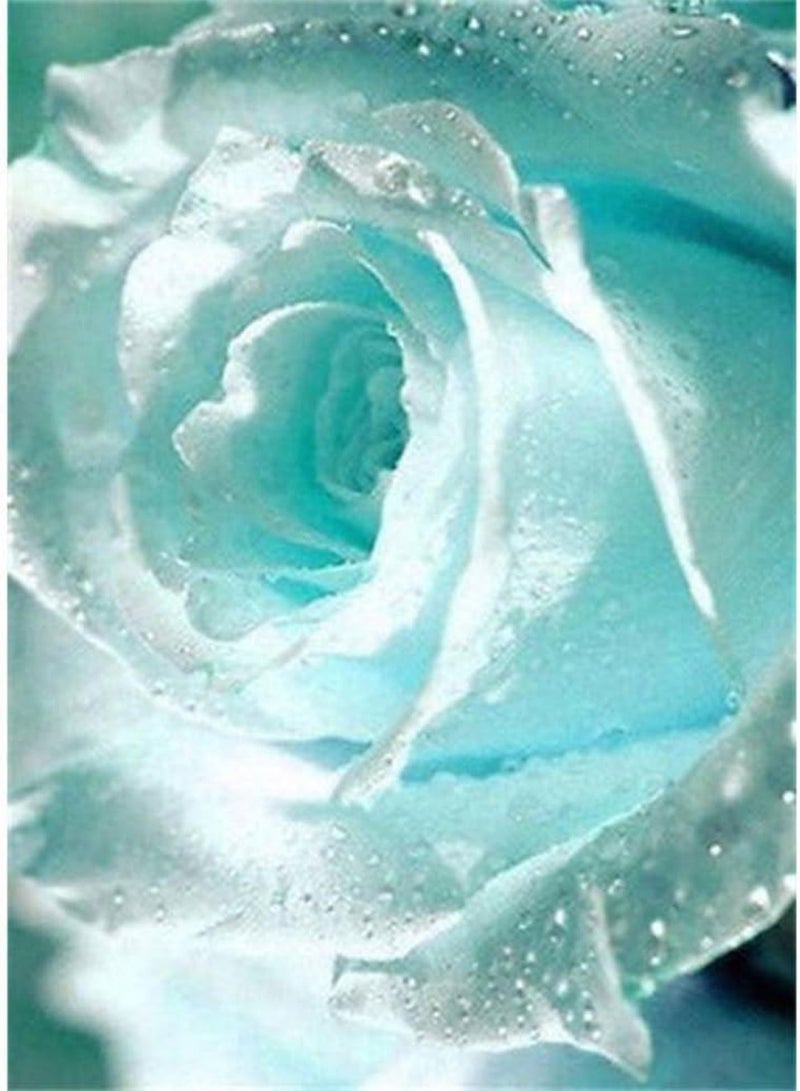 جي جوت 55 قطعة من بذور الورد الرومانسي الأزرق الفاتح، نباتات زينة منزلية للحديقة - Image 5