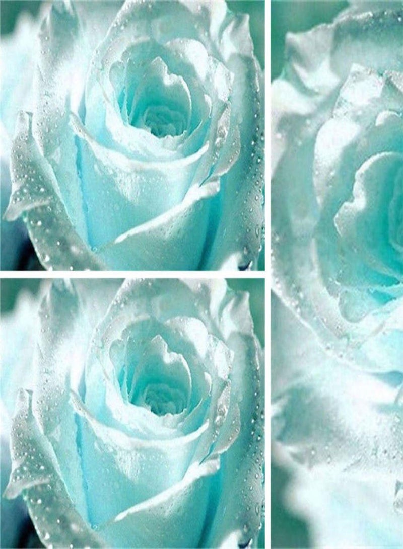 جي جوت 55 قطعة من بذور الورد الرومانسي الأزرق الفاتح، نباتات زينة منزلية للحديقة - Image 2