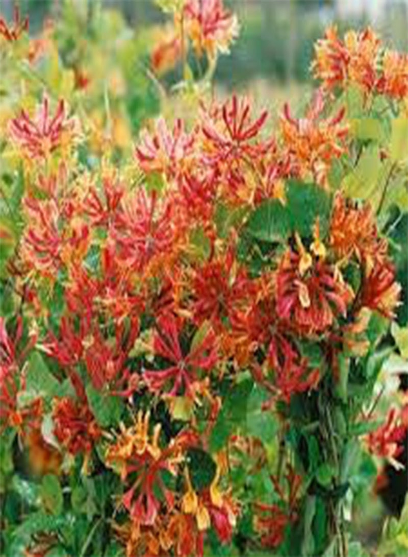 جي جوت 50 بذور زهرة زهر العسل البرتقالي - Image 2