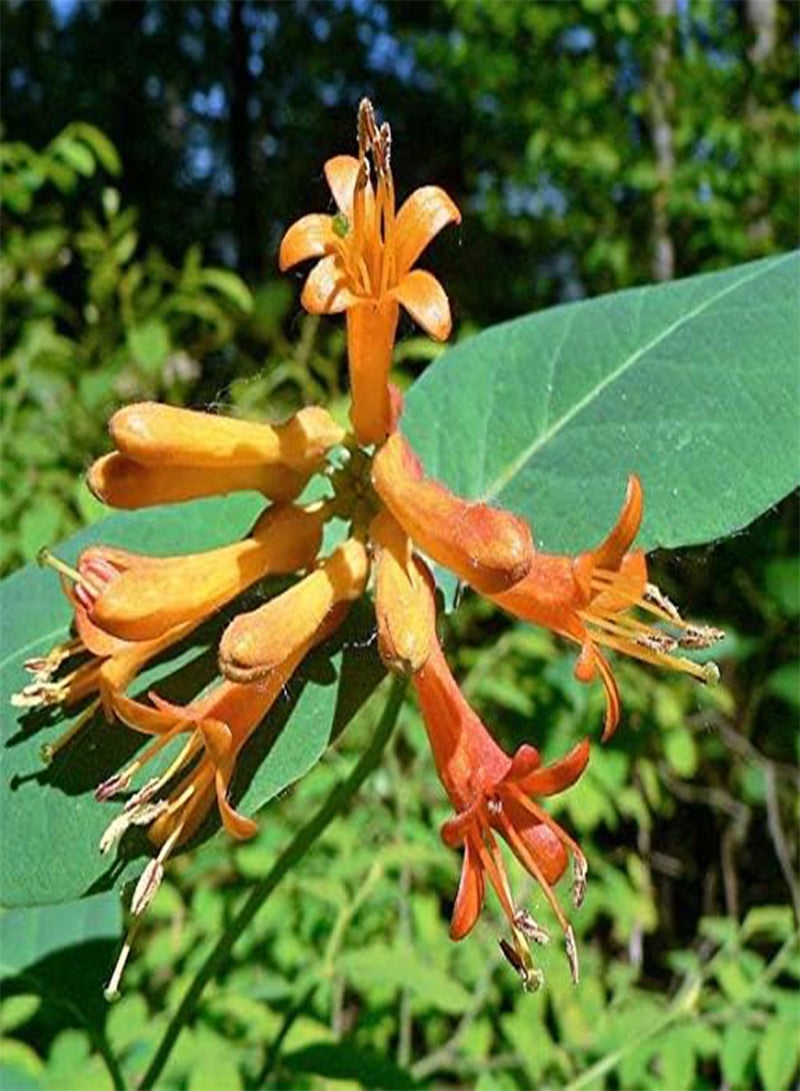 جي جوت 50 بذور زهرة زهر العسل البرتقالي - Image 3