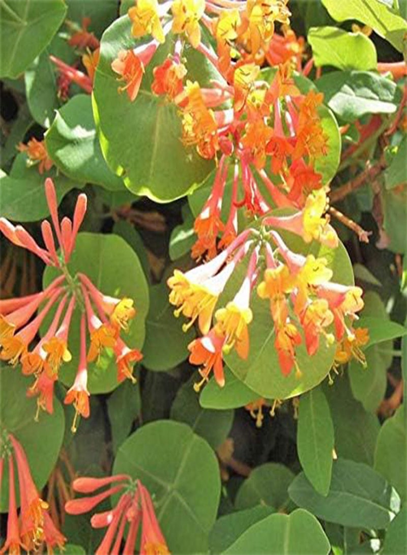 جي جوت 50 بذور زهرة زهر العسل البرتقالي - Image 1