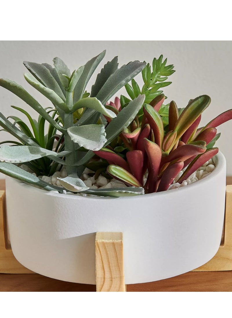 homecentre - Viv Mixed Succulent in Pot 17cm - Image 1