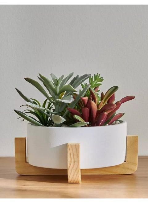 Viv Mixed Succulent in Pot 17cm