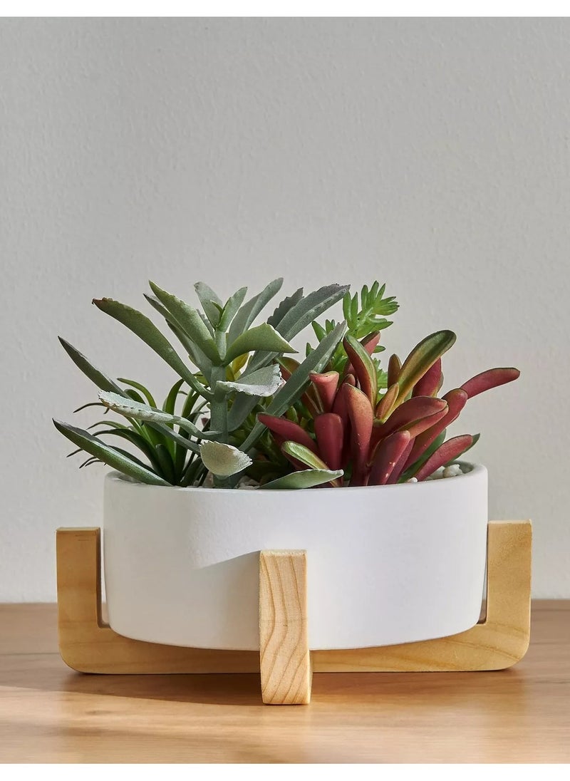 homecentre - Viv Mixed Succulent in Pot 17cm - Image 1