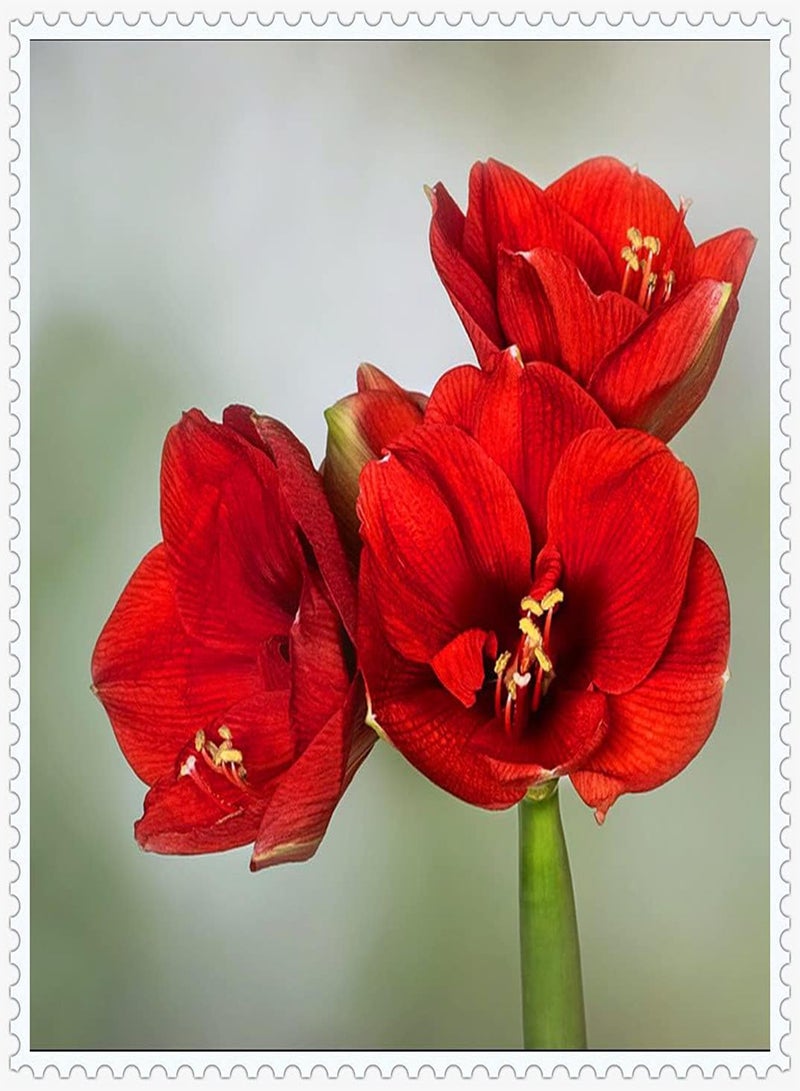 GGOOT 2Stückrote Amaryllis Zwiebeln duftende Staude natürliche Blume ziemlich exotisch für den Garten bereit ohne zu viel Energie zu investieren - Image 2