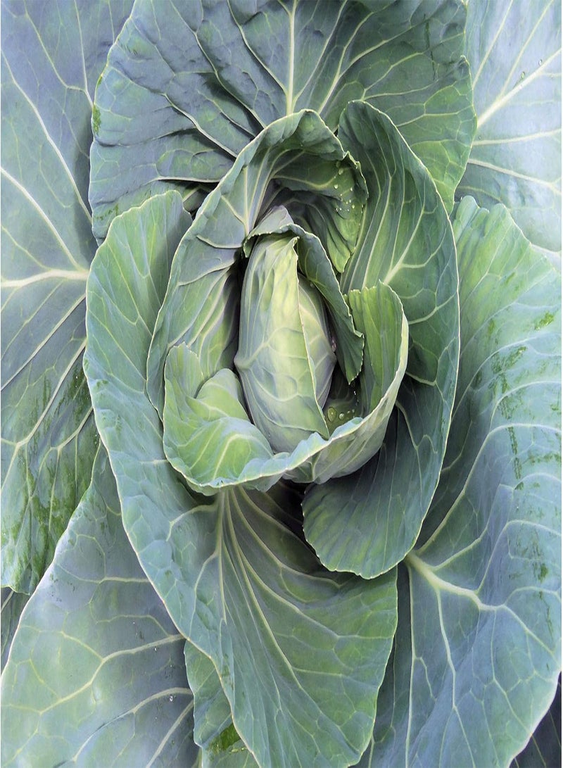 GGOOT Early Jersey Wakefield Cabbage 100 Vegetable Seeds Heirloom Dark Green Sweet Tender Early Harvest Compact Size Use Fresh Stores Well