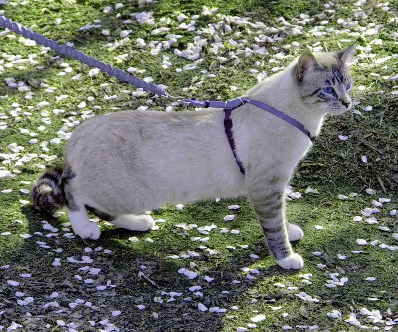 PetSafe Come with Me Kitty Cat Harness & Bungee Leash - Comfortable No-Choke Harness with Lightweight Bungee Leash for Outdoor Fun - Escape Free Pulling Prevention - Medium - Lilac - Image 2