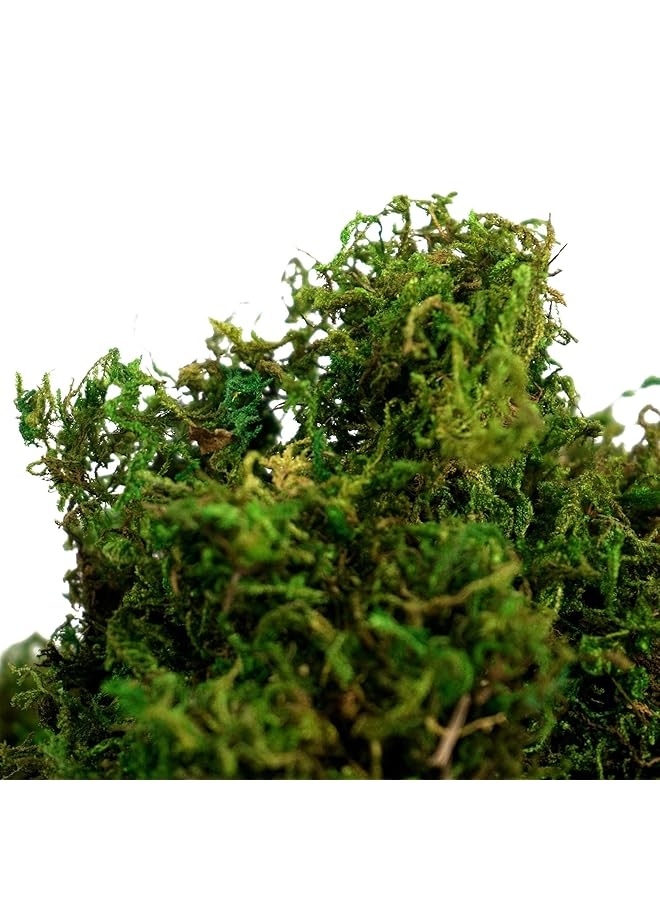 erorex Khazna Artificial Moss Fake Green Grass For Centerpieces Home Kitchen Garden Decor 3.5Oz Fresh - Image 4