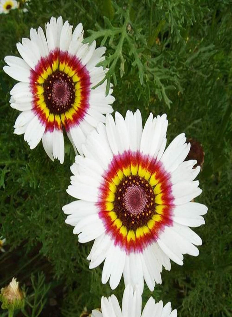 GGOOT 100 Pcs/Bag Chrysanthemum Seeds Eco-Friendly Bright-Colored Crops Garden Plants Seeds for Yard Plants Seeds for Yard - Image 4