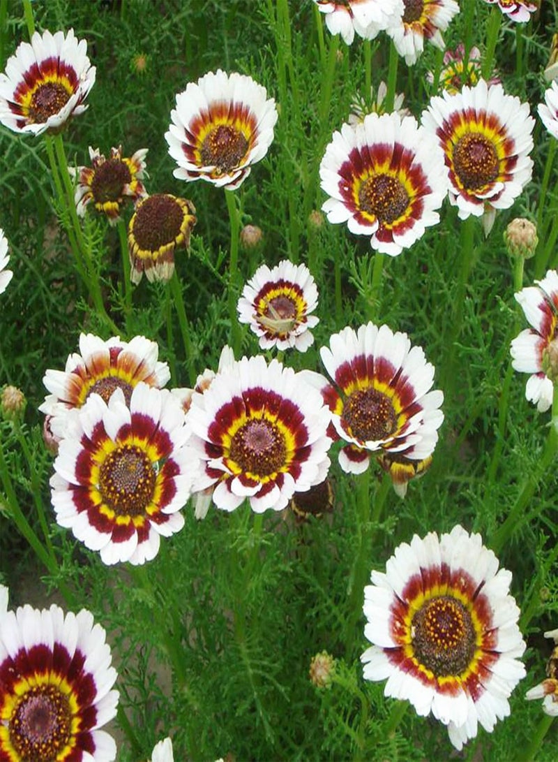 GGOOT 100 Pcs/Bag Chrysanthemum Seeds Eco-Friendly Bright-Colored Crops Garden Plants Seeds for Yard Plants Seeds for Yard - Image 3