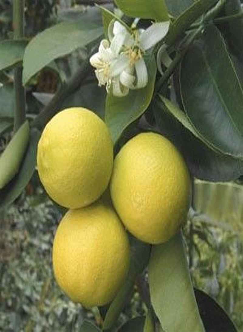 GGOOT Indian Sweet Lime, Palestinian Lime, Lima Dulce,(5 Seed) grow indoor or outdoor
