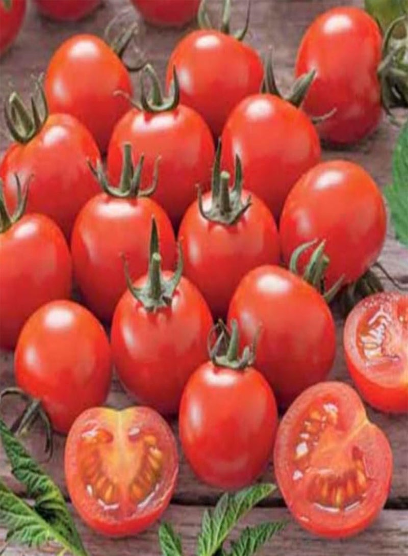 GGOOT Heirloom Tomato Seeds Collection, 8 Premium Varieties, Classic and Salad Mix (Tomato Ace VF, 50 Seeds)
