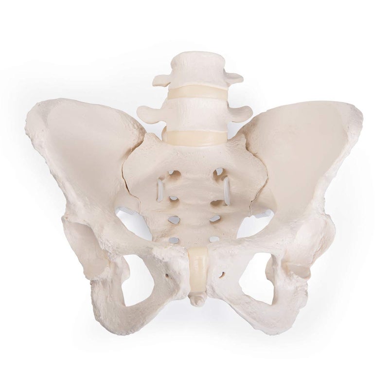 3B Scientific GmbH 1019864 Flexible Female Pelvis Model, Life Size, Bone