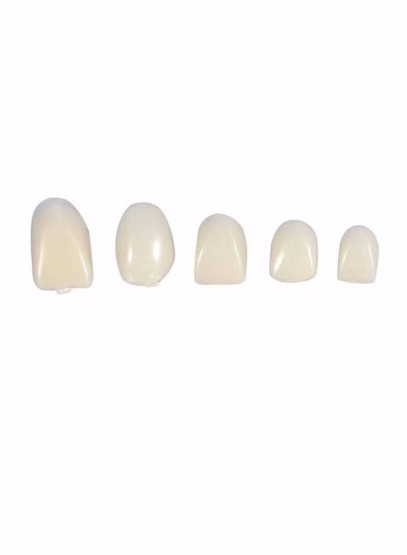2 Pack Resin Denture False Teeth Crown Resin Denture For Patients With Oral Cavity Loss Temporary Resistible Crown of Teeth with Different Sizes Oral Care Anterior Crown Front Posterior Teeth