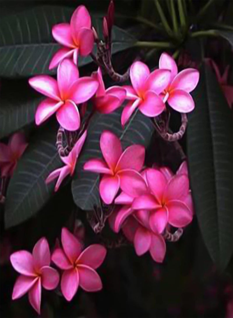 جي جوت 100 قطعة/حقيبة بذور متعددة الاستخدامات طبيعية جمالية عالية معدل البقاء بذور الزهور لوازم الحدائق للمنزل فناء شرفة فناء حديقة بذور بونساي للفناء - Image 3