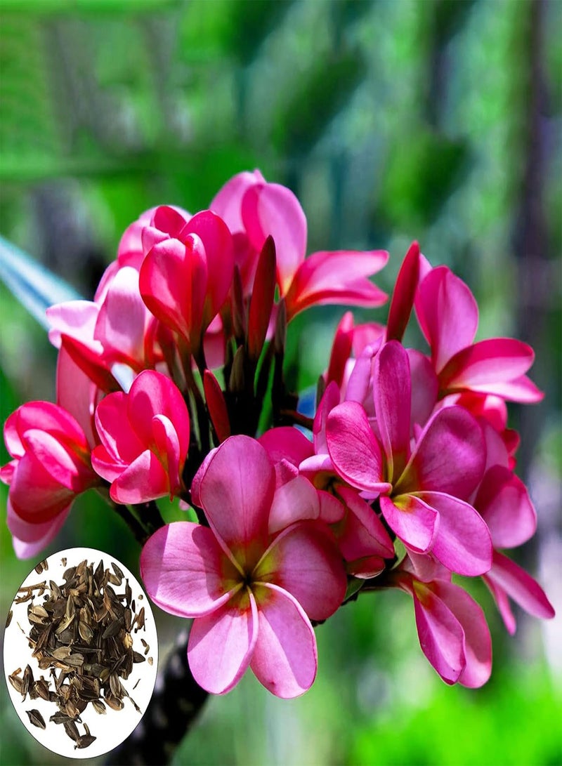 جي جوت 100 قطعة/حقيبة بذور متعددة الاستخدامات طبيعية جمالية عالية معدل البقاء بذور الزهور لوازم الحدائق للمنزل فناء شرفة فناء حديقة بذور بونساي للفناء - Image 5