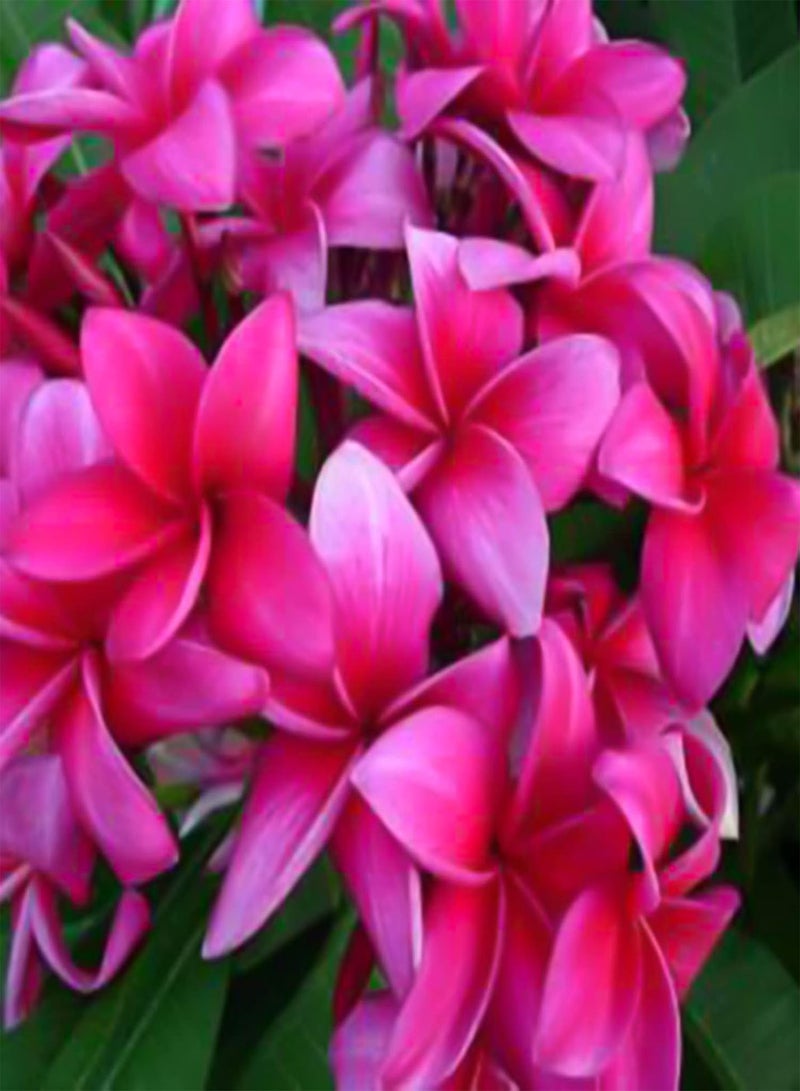 جي جوت 100 قطعة/حقيبة بذور متعددة الاستخدامات طبيعية جمالية عالية معدل البقاء بذور الزهور لوازم الحدائق للمنزل فناء شرفة فناء حديقة بذور بونساي للفناء - Image 4