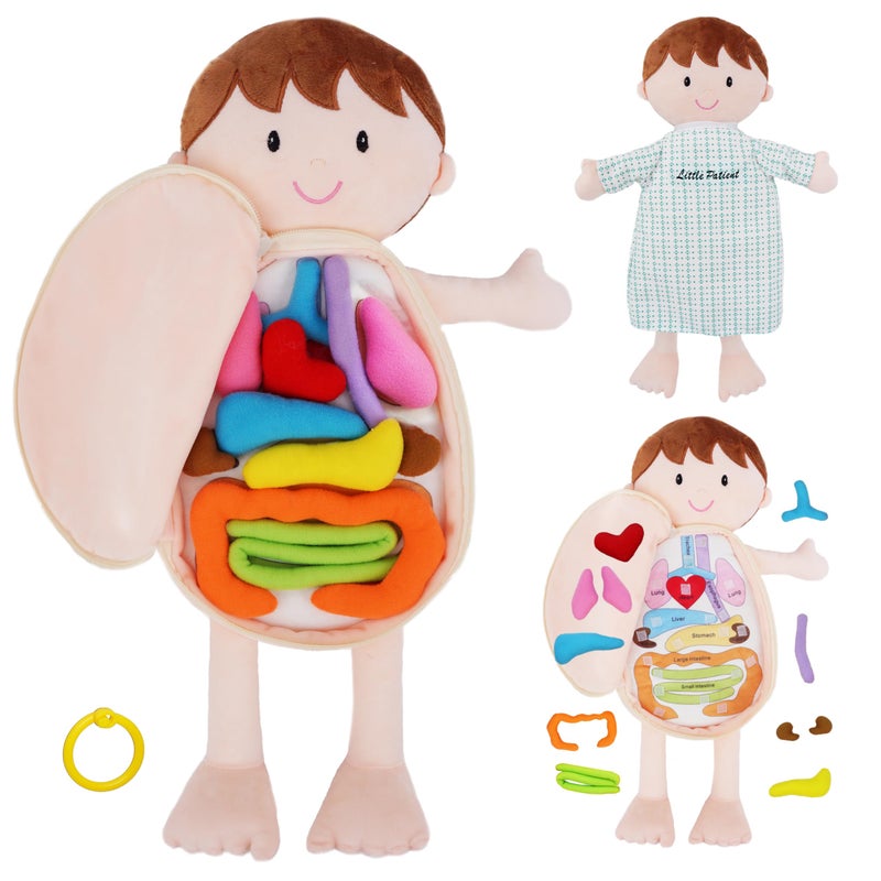 June Garden دمية لوسيوس القابل للإزالة من الأعضاء البشرية - لعبة تعليمية ناعمة للأطفال - Image 3