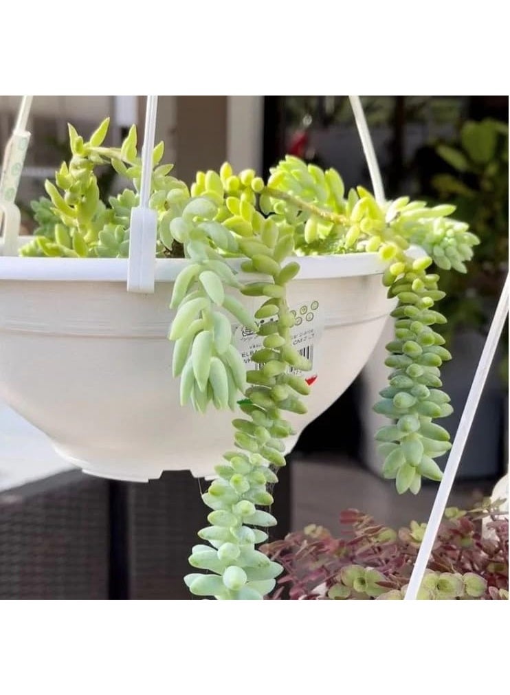 IDEL Hanging Planter KIT ELBA 2L – Indoor/Outdoor Flower Pot with Hook – Balcony, Patio, Garden & Home Décor Plant Holder - Made in Italy - by Idel - Image 3