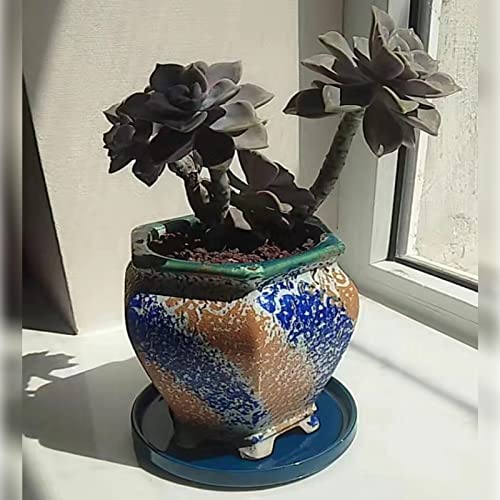 Fzfeiyy Ceramic Plant Saucer 5 Inch, 2 Pack Round Plant Saucers for Indoors/Outdoors, Flower Pot Saucers for Holding Water Drips and Soil, Ceramic Drainage Tray for Plant Pot (Blue) - Image 5