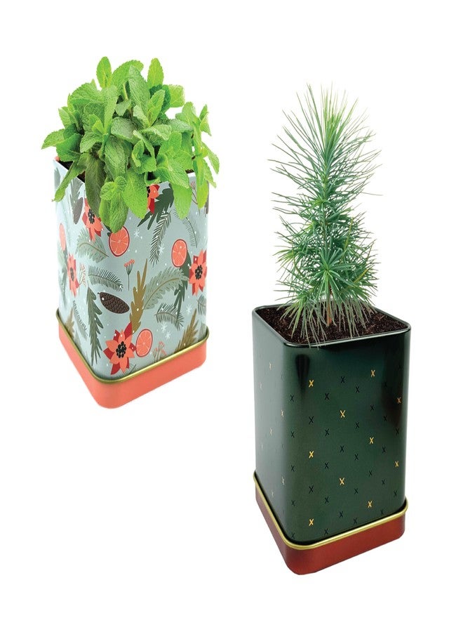 BUZZY Seeds Holiday Spruce and Mint 2-Pack Square Tin Grow Kit | Guaranteed to Grow | Best Indoor-Outdoor, Favors for Events, Parties | Grow Your Own Herb Starter Kit for Kids & Adults - Image 1