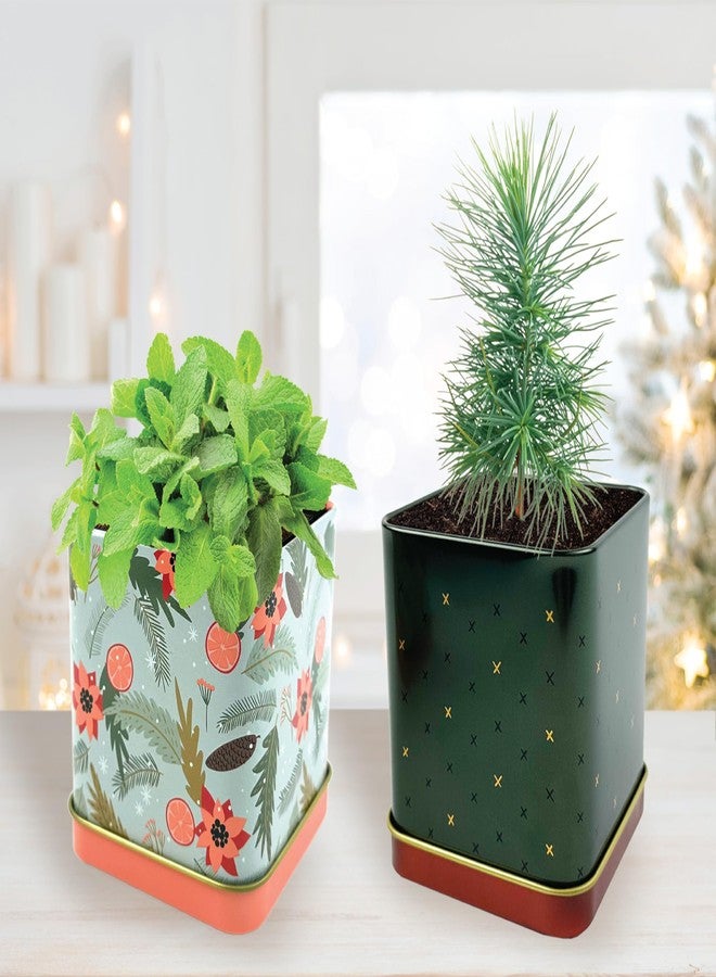 BUZZY Seeds Holiday Spruce and Mint 2-Pack Square Tin Grow Kit | Guaranteed to Grow | Best Indoor-Outdoor, Favors for Events, Parties | Grow Your Own Herb Starter Kit for Kids & Adults - Image 5