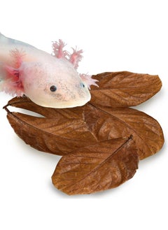 SunGrow 10 Pack Axolotl Indian Almond Leaves For Aquarium, 5Inches, Catappa Leaf Soothes Pet’S Slime Skin, Aquarium Water Conditioner Leaves Improves Tank Water Quality, Speeds Up Recovery Process  - Image 1