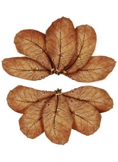 SunGrow 10 Pack Axolotl Indian Almond Leaves For Aquarium, 5Inches, Catappa Leaf Soothes Pet’S Slime Skin, Aquarium Water Conditioner Leaves Improves Tank Water Quality, Speeds Up Recovery Process  - Image 2
