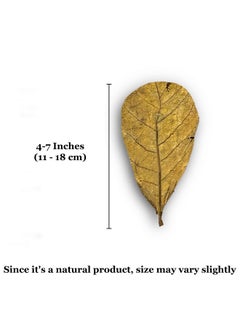 SunGrow 10 Pack Axolotl Indian Almond Leaves For Aquarium, 5Inches, Catappa Leaf Soothes Pet’S Slime Skin, Aquarium Water Conditioner Leaves Improves Tank Water Quality, Speeds Up Recovery Process  - Image 5