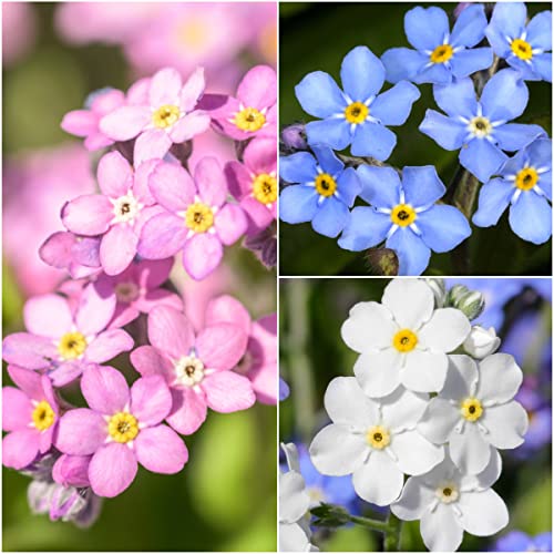 Seed Needs, Forget-Me-Not Seed Packet Collection (Includes 3,000 Forget-Me-Not Seeds for Planting) Heirloom, & Open Pollinated - Rose, Blue & White - Image 2