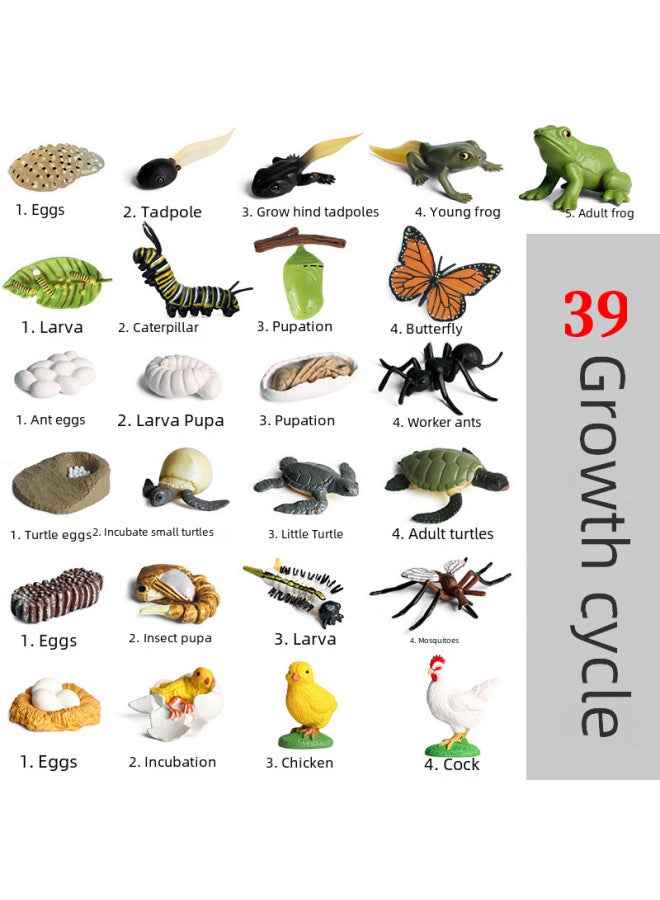 Miniature Realistic Animal Models Growth Cycle Toys Including erfly Rooster Ant Frog Turtle Mosquito Educational Playsets-Color:2456 Hartz Gray Dragon Growth Cycle 4 Sets - Image 2