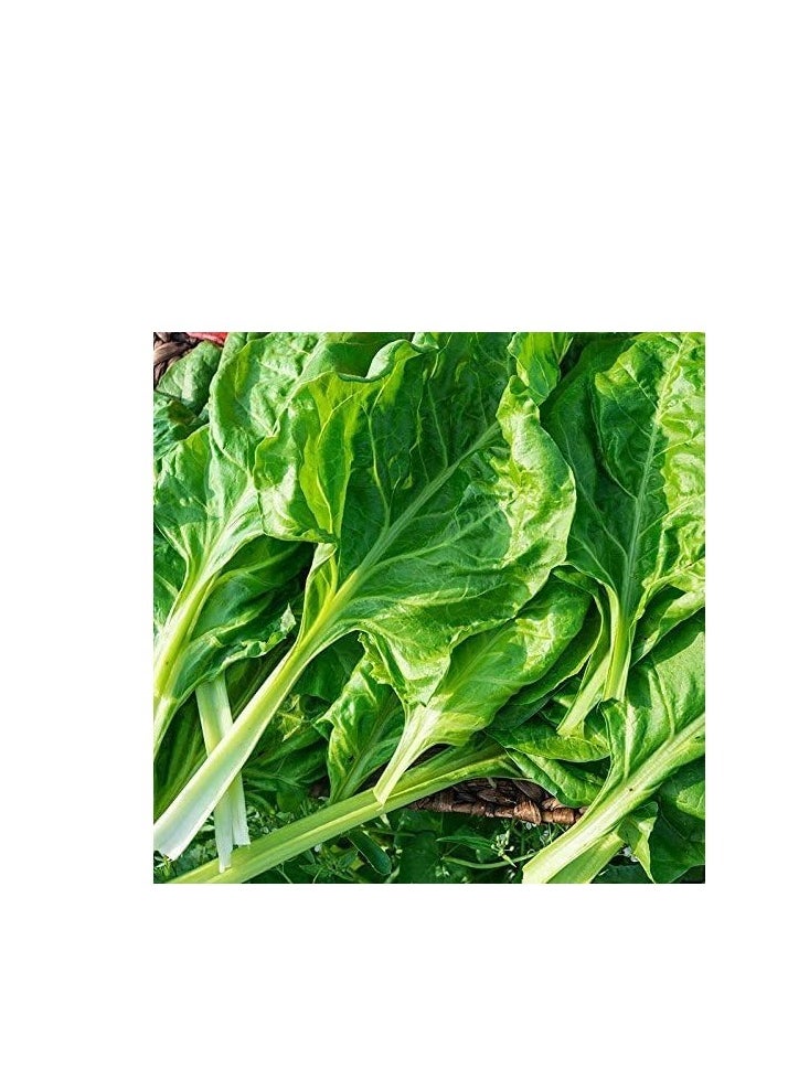 بذور السبانخ العضوية 10 جرام لزراعة السبانخ الخضراء في المنزل بذور خضروات غير معدلة وراثيًا بنسبة نظافة 97% ونقاء 95% ومعدل إنبات 70% عبوة من 3 قطع
