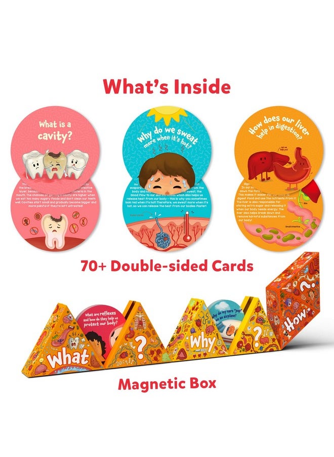 Flash Cards - Science Snippets The Human Body, Learning Resources & Educational Toys For Boys & Girls, Gifts For Ages 7, 8, 9 & Up, 70+ Cards - pzsku/Z40E42AEB5E0702F1B498Z/45/_/1733730273/2cac7f22-7f1c-4782-9301-2f800ce1edce