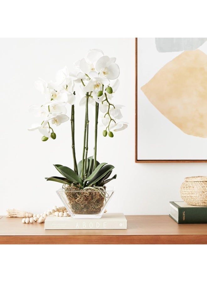Triple Phalaenopsis Orchid Arrangement, Green/White, in Glass Vase with Moss - Image 3