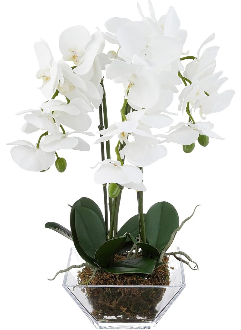Triple Phalaenopsis Orchid Arrangement, Green/White, in Glass Vase with Moss - Image 1