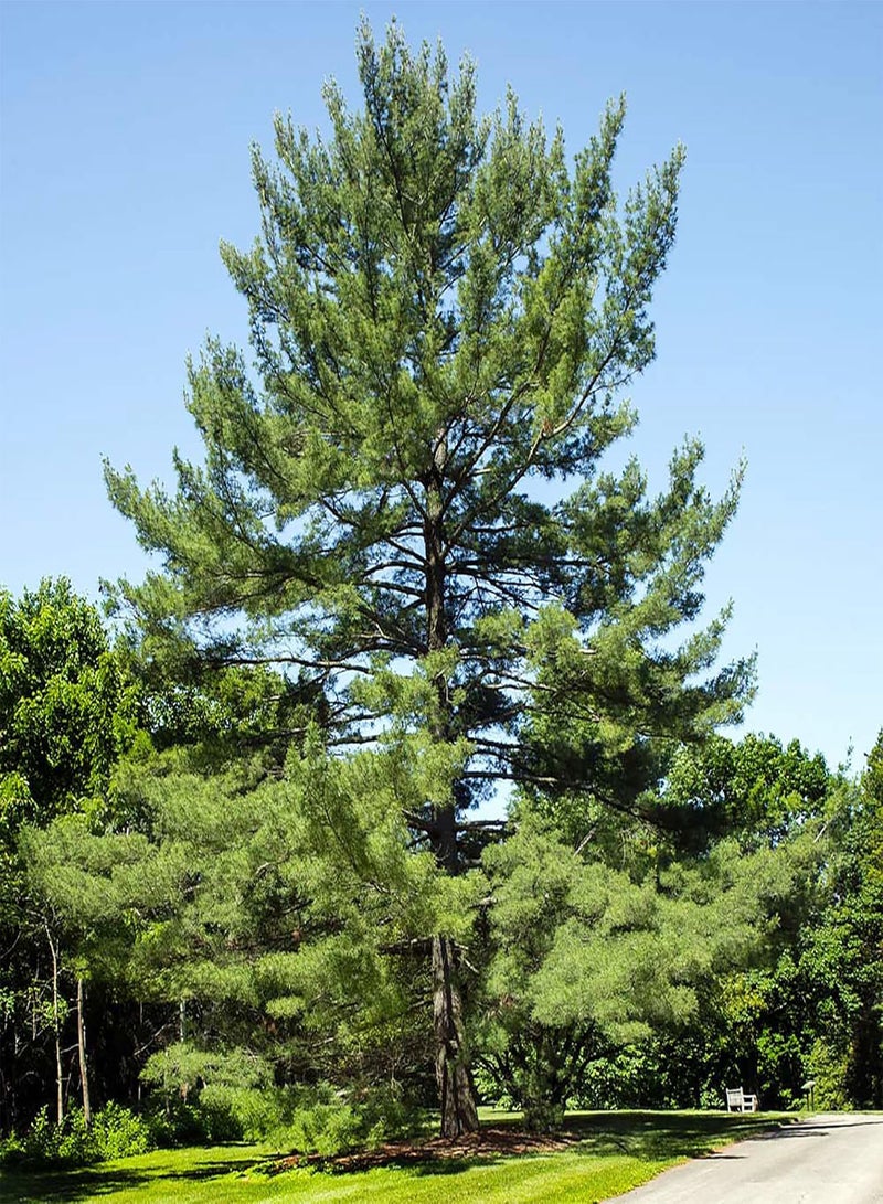 GGOOT 50 Seeds Northern Eastern White Pine Seeds, Soft Pine, Tree of Peace Seeds - Perennial Evergreen Tree - Excellent Windbreak Hedges & Good for Wildlife  - Image 1