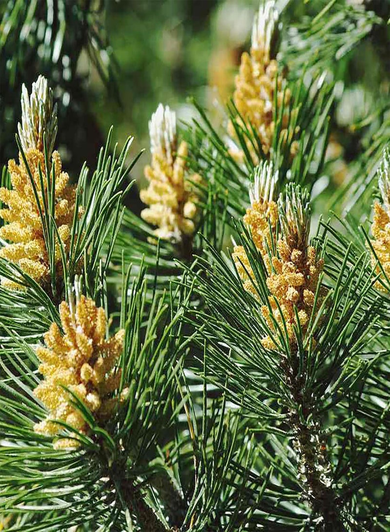 GGOOT 50 Seeds Northern Eastern White Pine Seeds, Soft Pine, Tree of Peace Seeds - Perennial Evergreen Tree - Excellent Windbreak Hedges & Good for Wildlife  - Image 4
