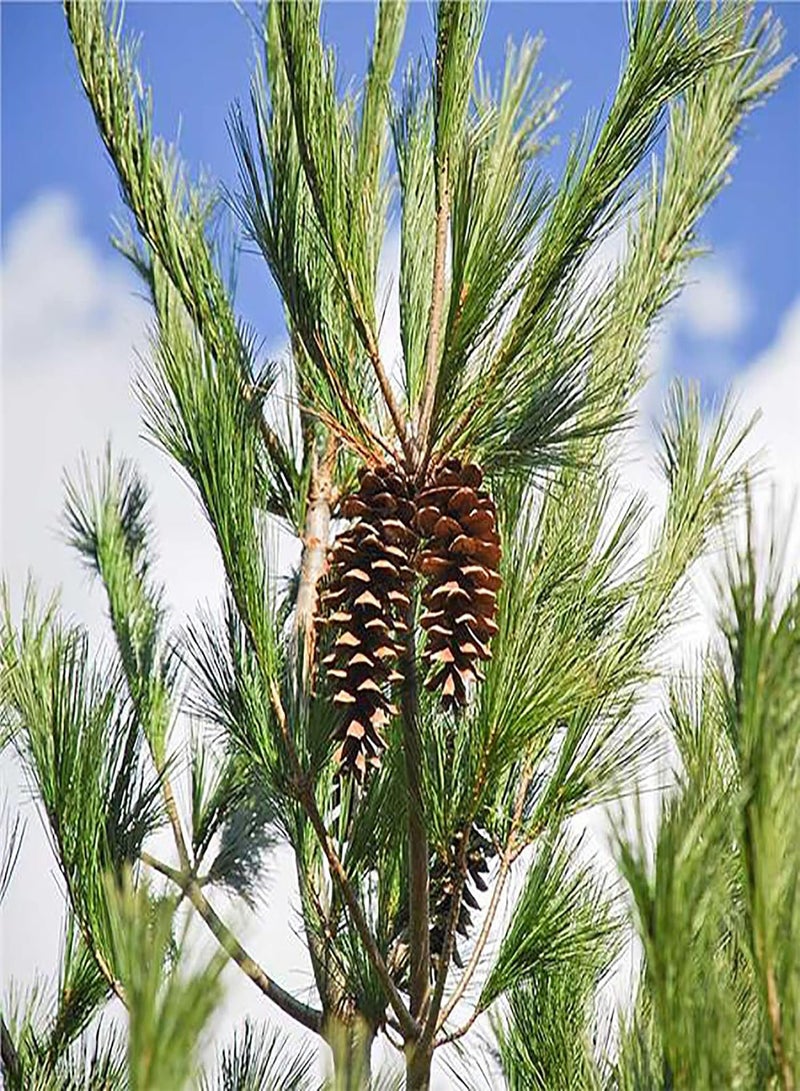 GGOOT 50 Seeds Northern Eastern White Pine Seeds, Soft Pine, Tree of Peace Seeds - Perennial Evergreen Tree - Excellent Windbreak Hedges & Good for Wildlife  - Image 3