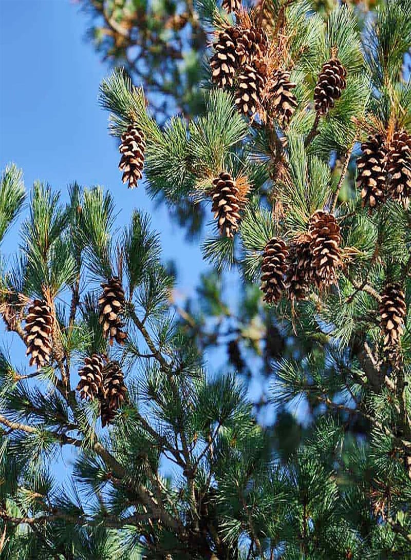 GGOOT 50 Seeds Northern Eastern White Pine Seeds, Soft Pine, Tree of Peace Seeds - Perennial Evergreen Tree - Excellent Windbreak Hedges & Good for Wildlife  - Image 5