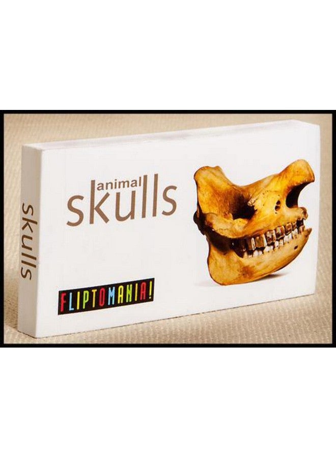 فليبتومانيا كتاب مصور عن المشي مع الفيلة من إنتاج مويبريدج - Image 2