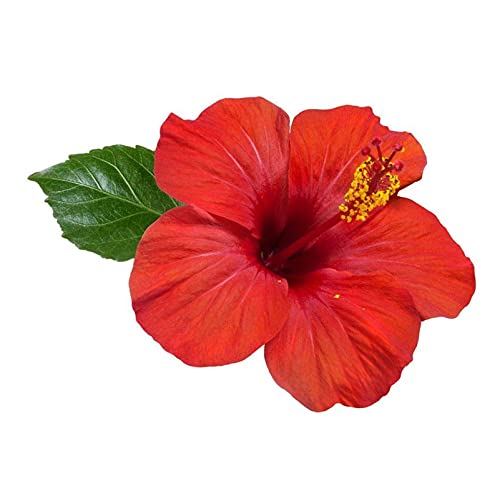 VS Products VS Products Dry Hibiscus Flower 200g Gudhal Ka Phool Sembaruthi Poo RosaSinensis For Hair Care FacePack Pack of 2x 100g  - Image 5
