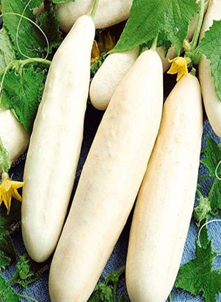 Cucumber Vegetable Seeds 20 Pcs; Color 4 - pzsku/Z40F4D45CC8058D46ADE7Z/45/1743070154/e047350f-083e-44f9-affb-3107cf70c97b