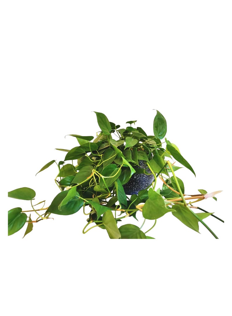 Shatla Shop Heartleaf Scandens2 Plant with Black Terrazzo pot - Image 1