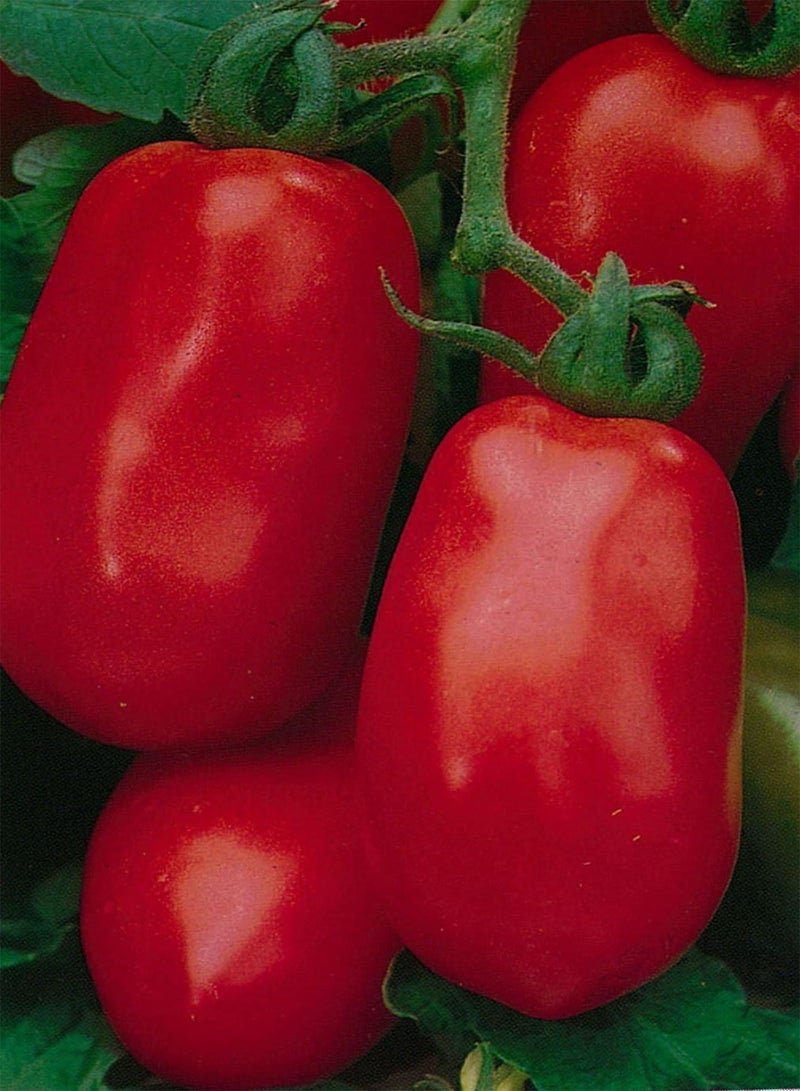GGOOT Tomato Roma VF - 200 Vegetable Seeds (Excellent Plum Variety) - Image 1