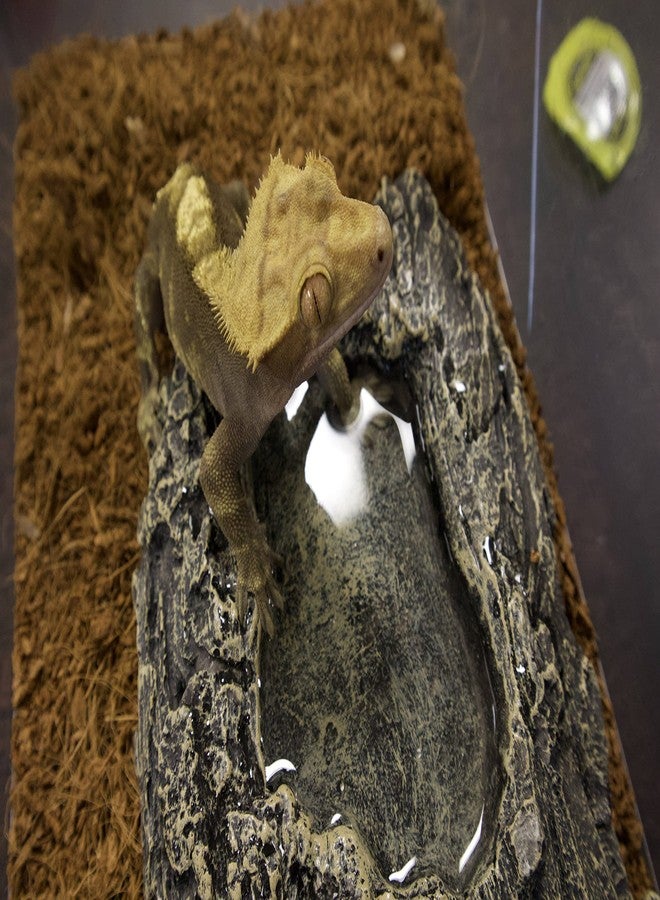Komodo Habitat Rock Bowl - Small - Image 2