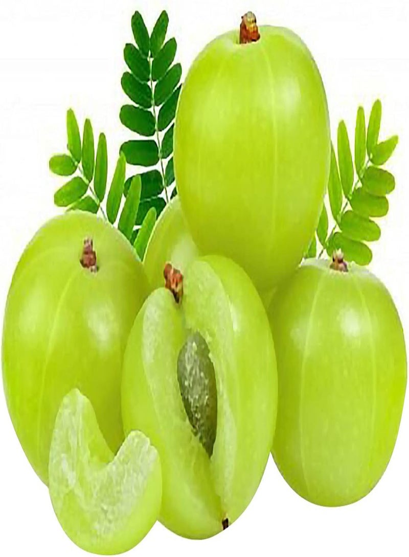 جي جوت 50 قطعة/حقيبة بذور شجرة عصارية صديقة للبيئة صغيرة قليلة الدسم بذور فيلانثوس أسيدوس طازجة للمنزل - بذور - Image 1