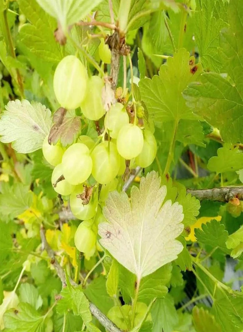 جي جوت 50 قطعة/حقيبة بذور شجرة عصارية صديقة للبيئة صغيرة قليلة الدسم بذور فيلانثوس أسيدوس طازجة للمنزل - بذور - Image 5