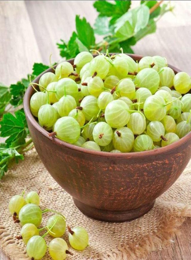 جي جوت 50 قطعة/حقيبة بذور شجرة عصارية صديقة للبيئة صغيرة قليلة الدسم بذور فيلانثوس أسيدوس طازجة للمنزل - بذور - Image 2