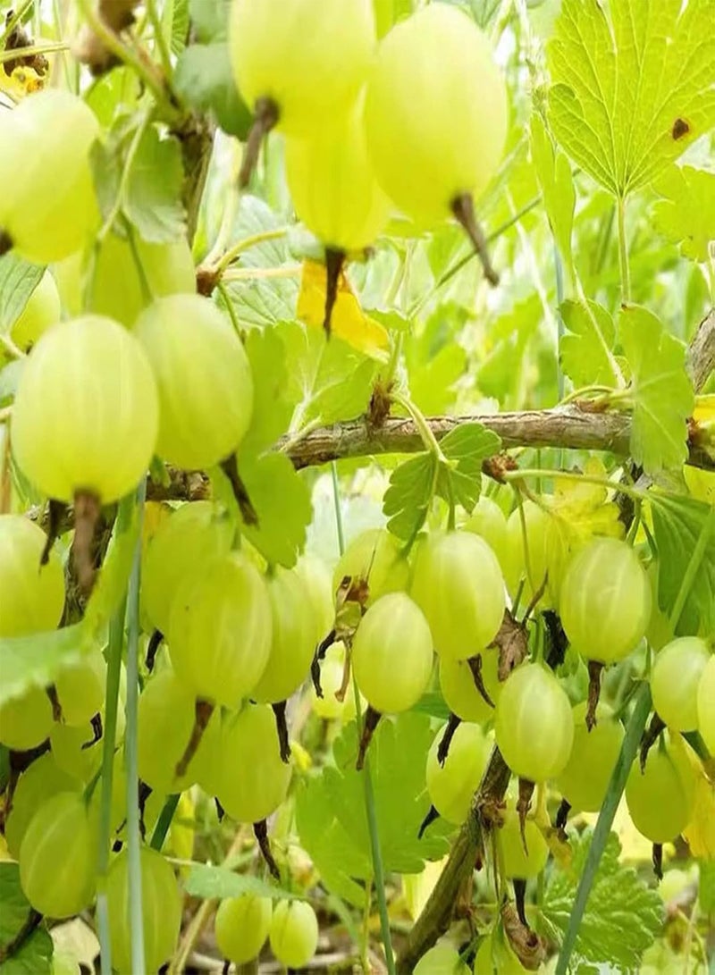 جي جوت 50 قطعة/حقيبة بذور شجرة عصارية صديقة للبيئة صغيرة قليلة الدسم بذور فيلانثوس أسيدوس طازجة للمنزل - بذور - Image 3