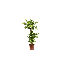 DUBAI GARDEN CENTRE Dubai Garden Centre Dracaena Massangeana Plant, 170 cm Height, Green  - Image 1